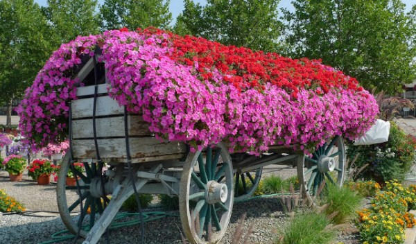 hinh anh nhung bui hoa dep 4 600x352 Ý tưởng trang trí vườn mang hơi thở mùa xuân