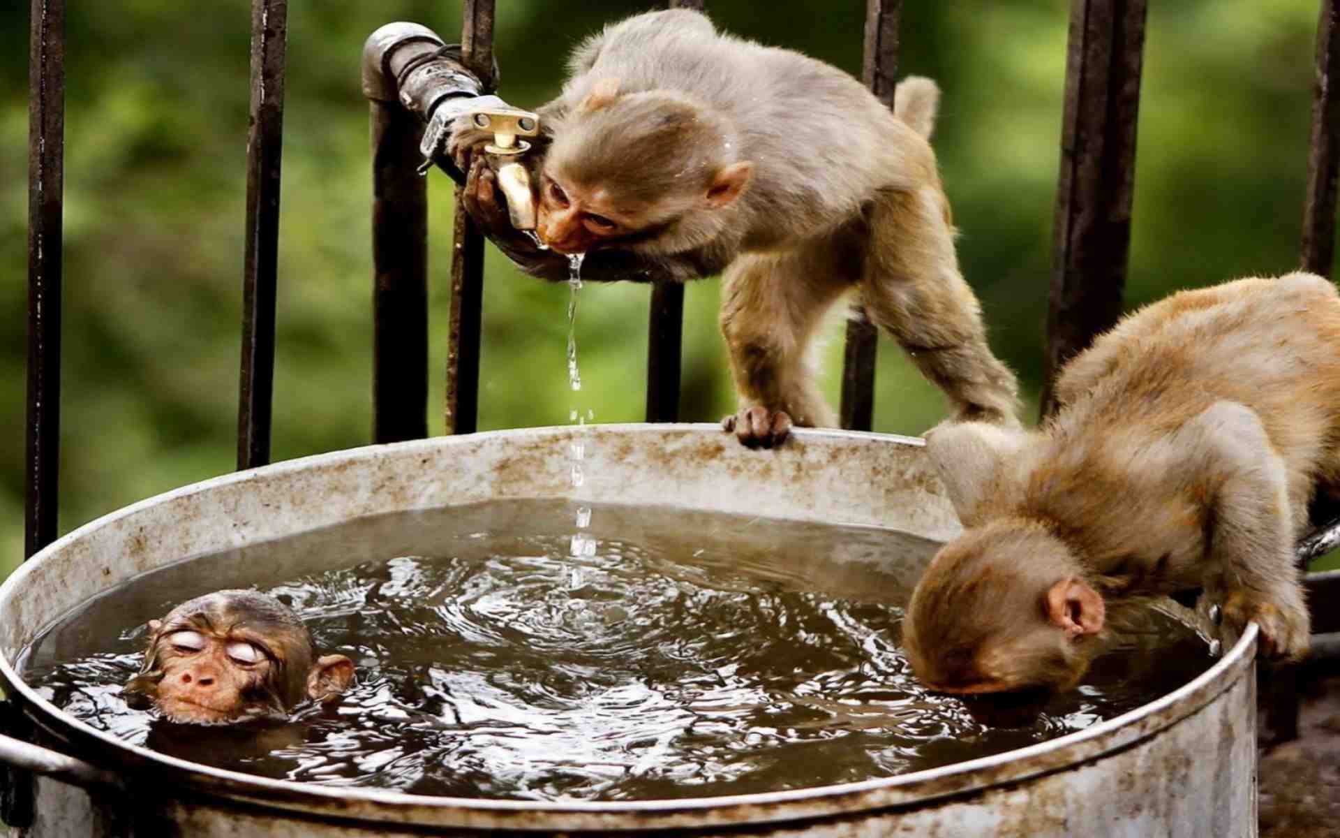 hinh anh con khi 2 coi tuổi xông nhà đầu năm Đinh Dậu 2017 cho chủ nhà tuổi Bính Thân sinh năm 1956