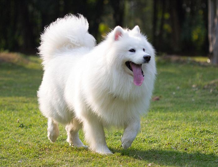 nhung thong tin ve cho samoyed 03 coi tuổi xông nhà đầu năm Đinh Dậu 2017 cho chủ nhà tuổi Bính Tuất sinh năm 1946