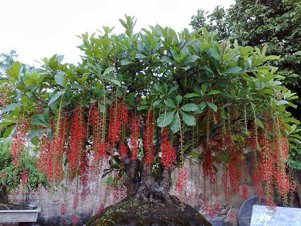 photo 2 1516060601521 Nên chọn trồng cây gì trước cửa để hút tài lộc năm Mậu Tuất 2018